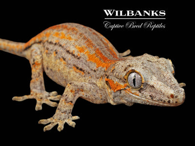 Orange Striped Gargoyle Gecko '24