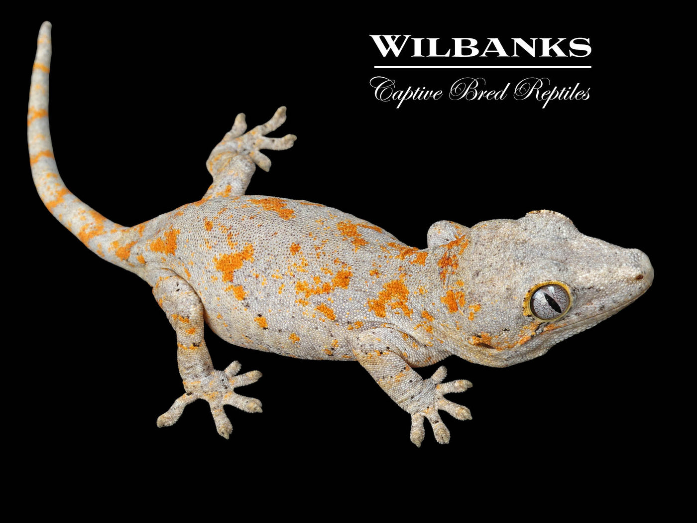 Orange Blotch Gargoyle Gecko '24