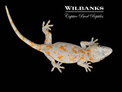 Orange Blotch Gargoyle Gecko '24