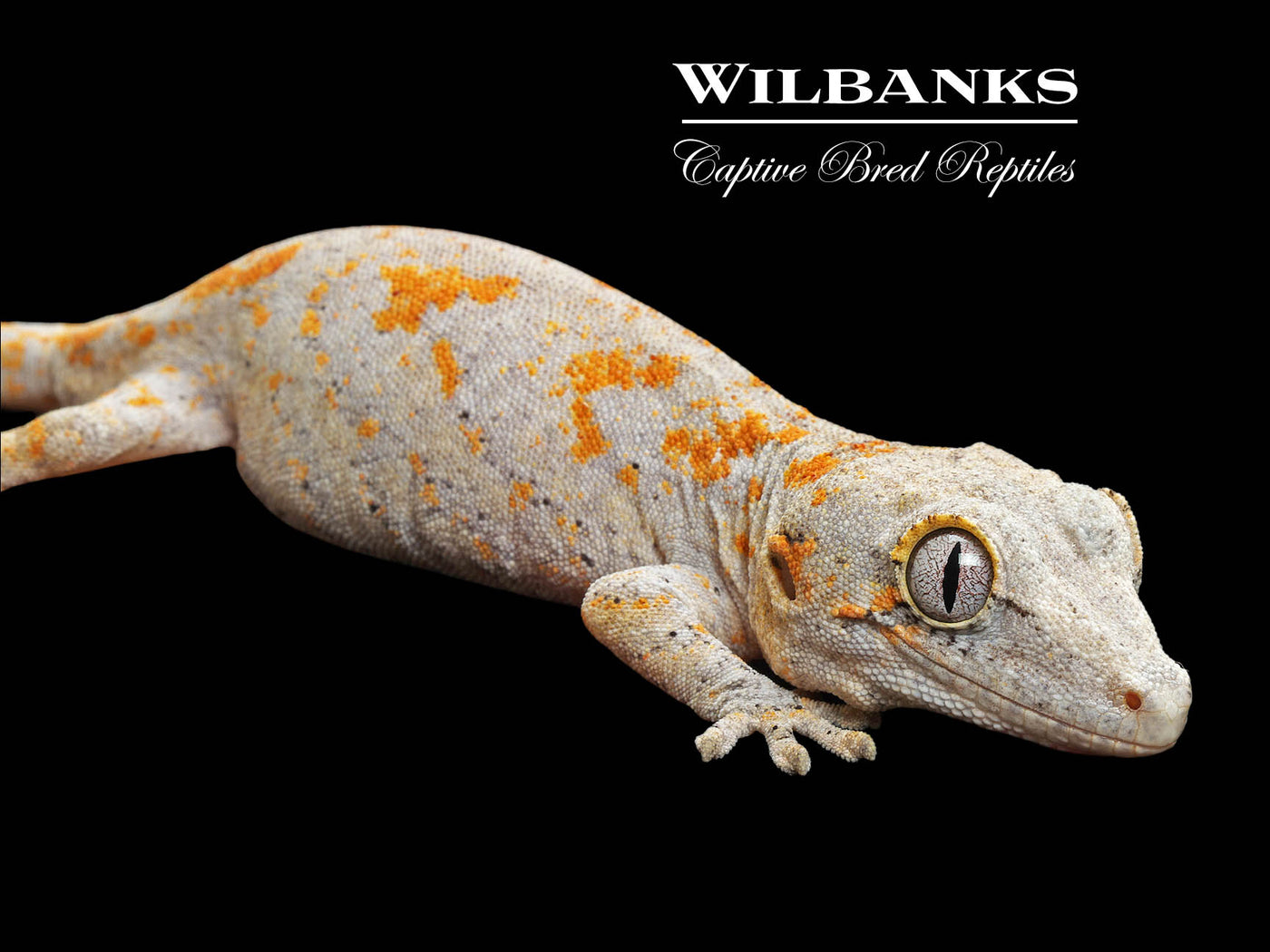 Orange Blotch Gargoyle Gecko '24