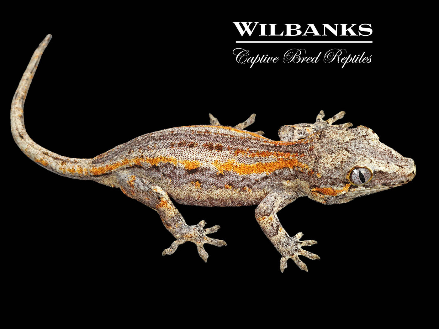 Orange Striped Gargoyle Gecko '24