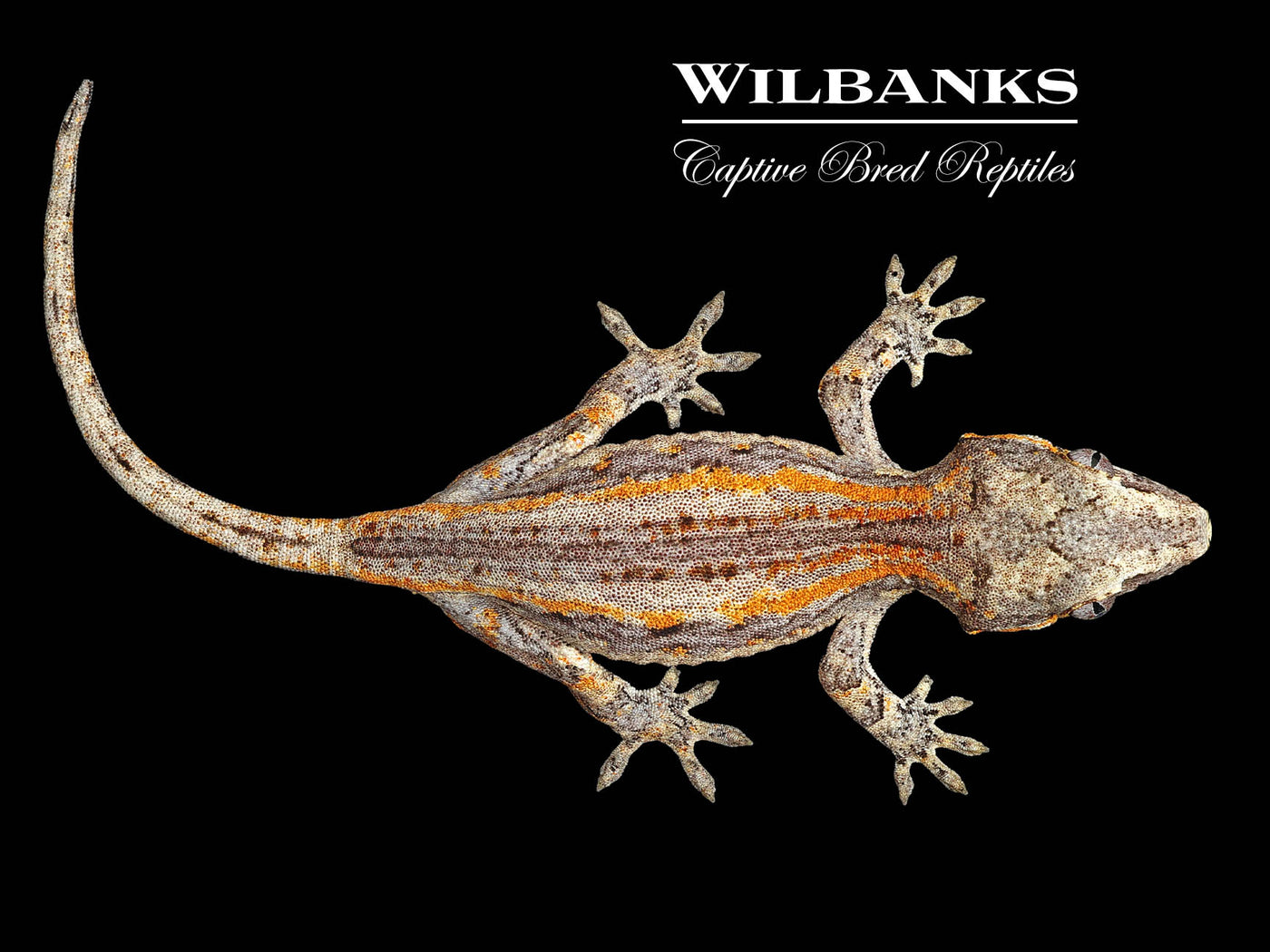 Orange Striped Gargoyle Gecko '24