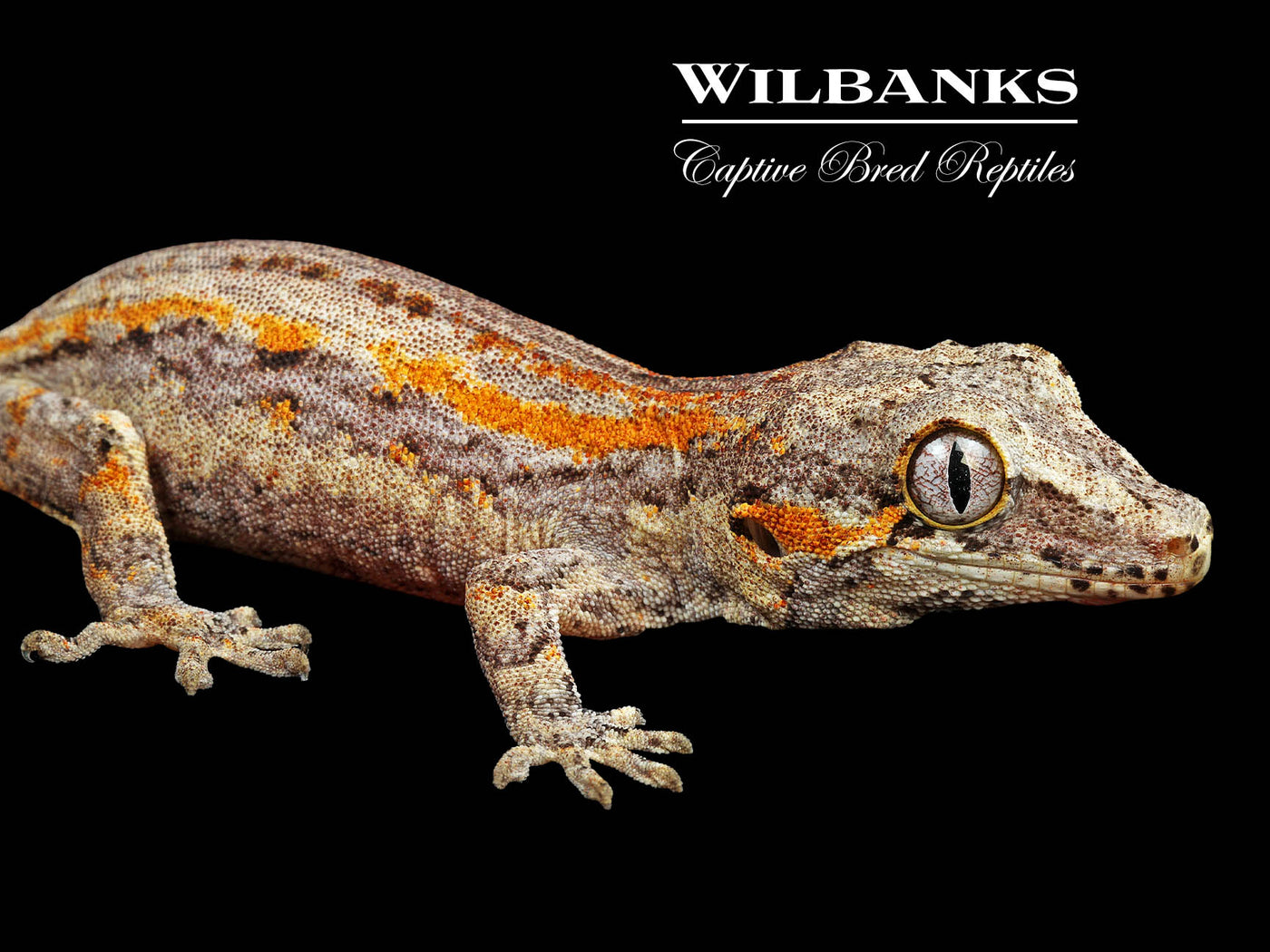 Orange Striped Gargoyle Gecko '24