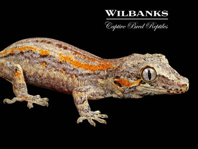 Orange Striped Gargoyle Gecko '24