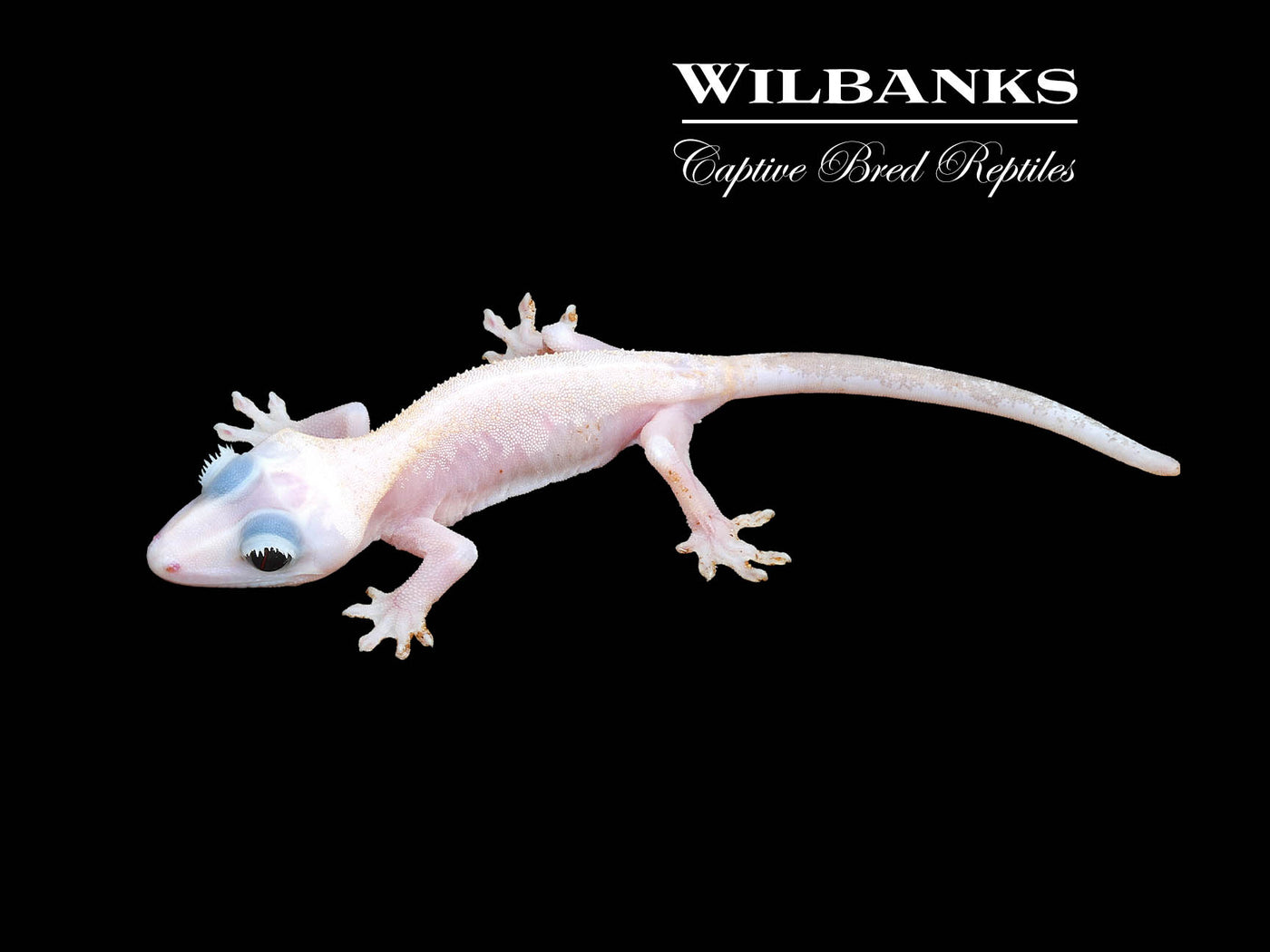 Super Fire aka Black Eyed Leucistic Crested Gecko ♂ '24