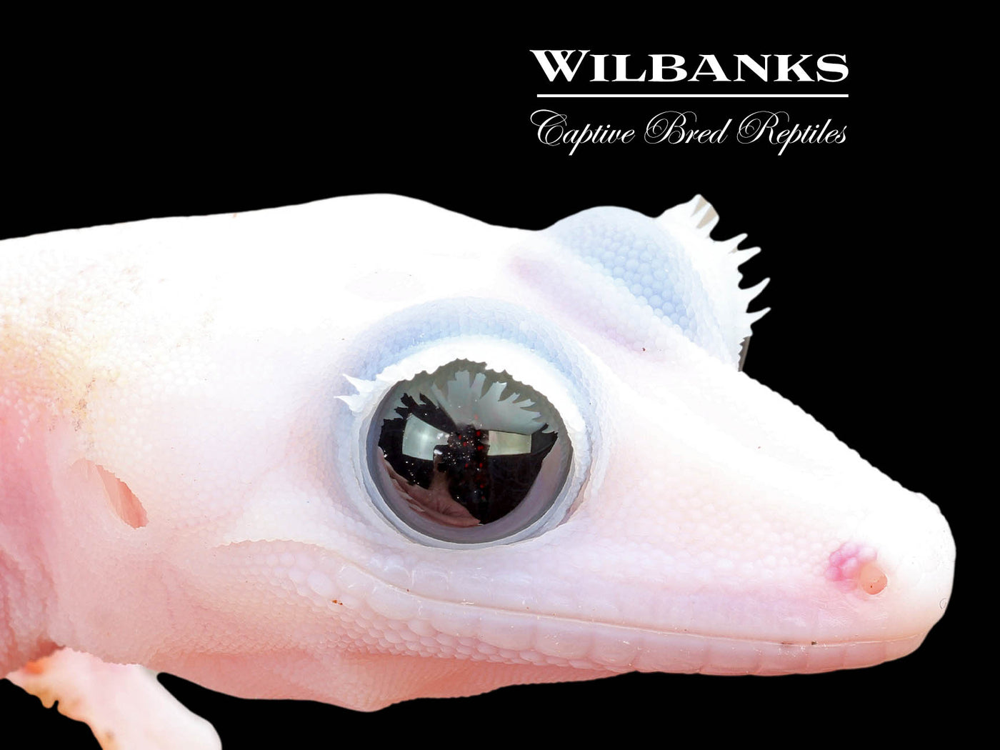 Super Fire aka Black Eyed Leucistic Crested Gecko ♂ '24