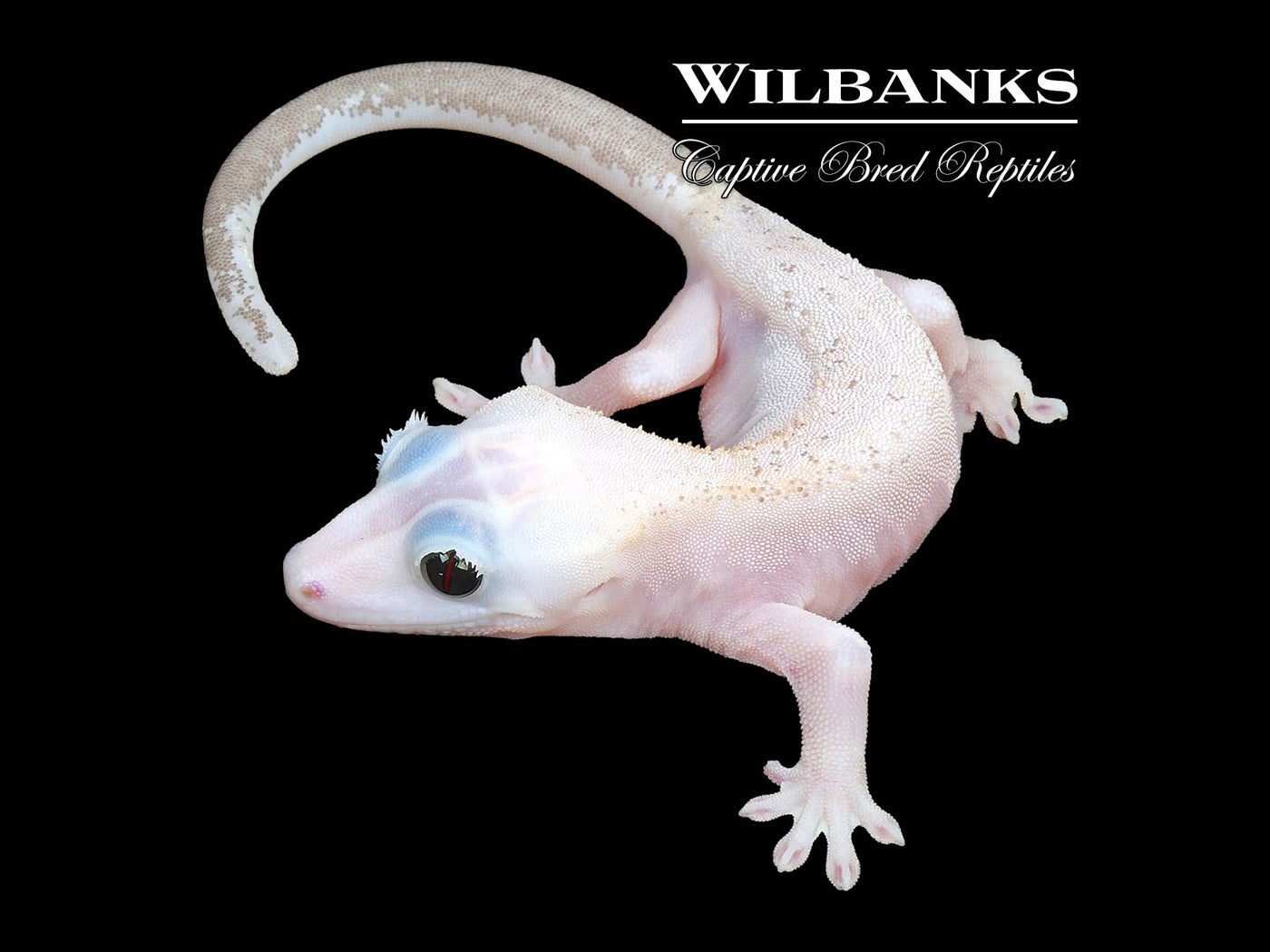 Super Fire aka Black Eyed Leucistic Crested Gecko ♀ '24