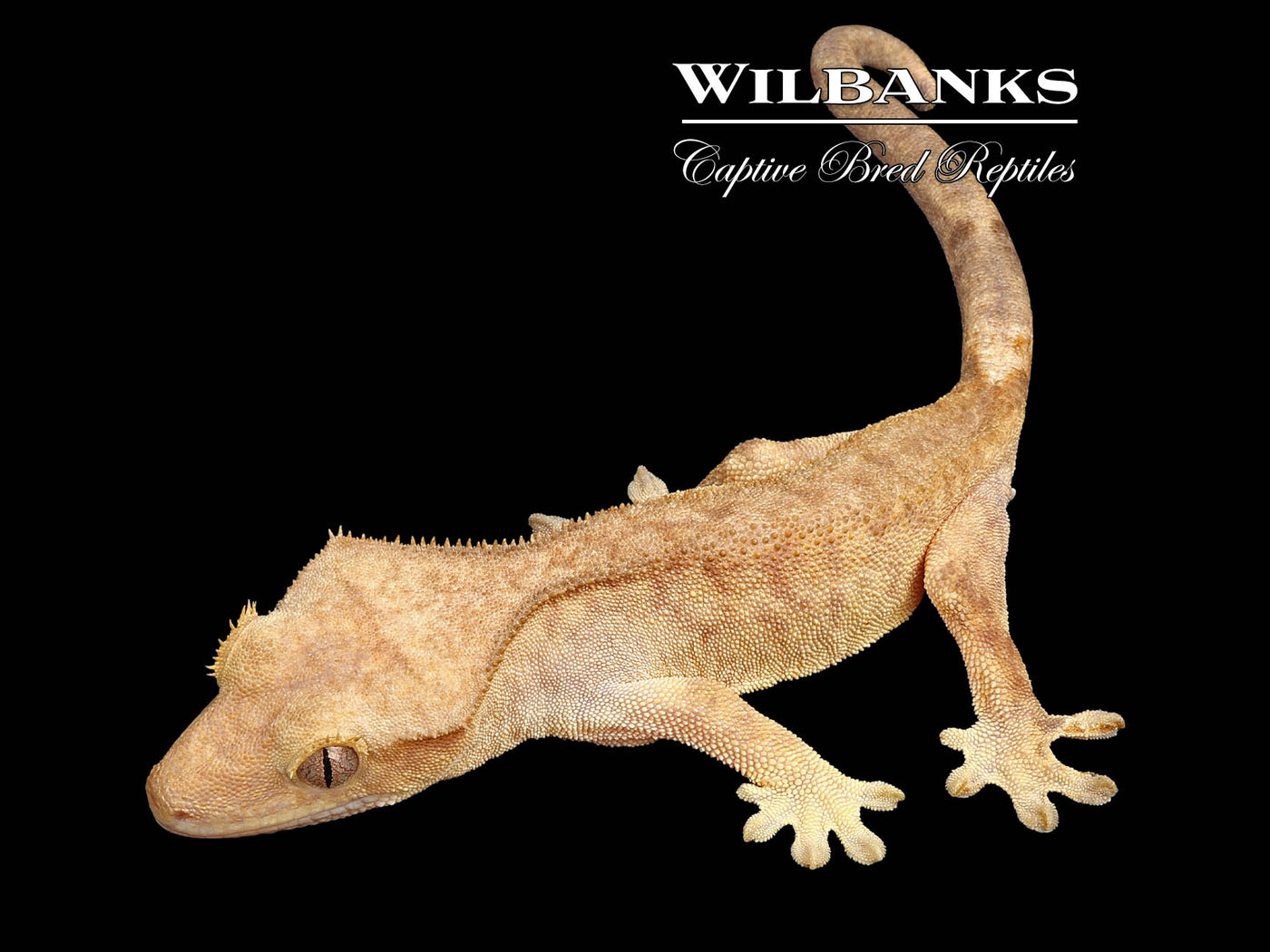 Fire (100% Guaranteed Het. Black Eyed Leucistic) Crested Gecko ♂ '24