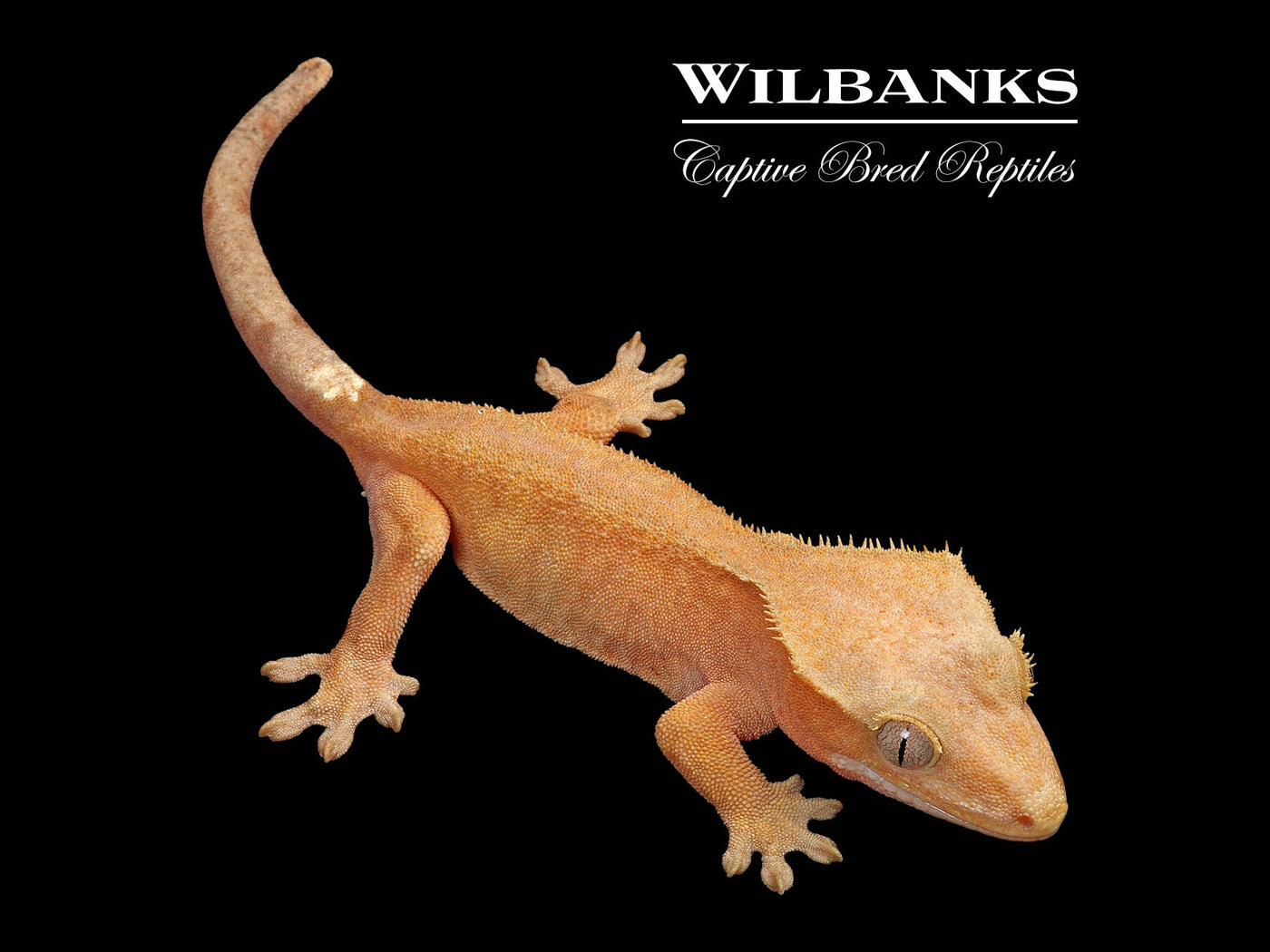 Fire (100% Guaranteed Het. Black Eyed Leucistic) Crested Gecko ♀ '24