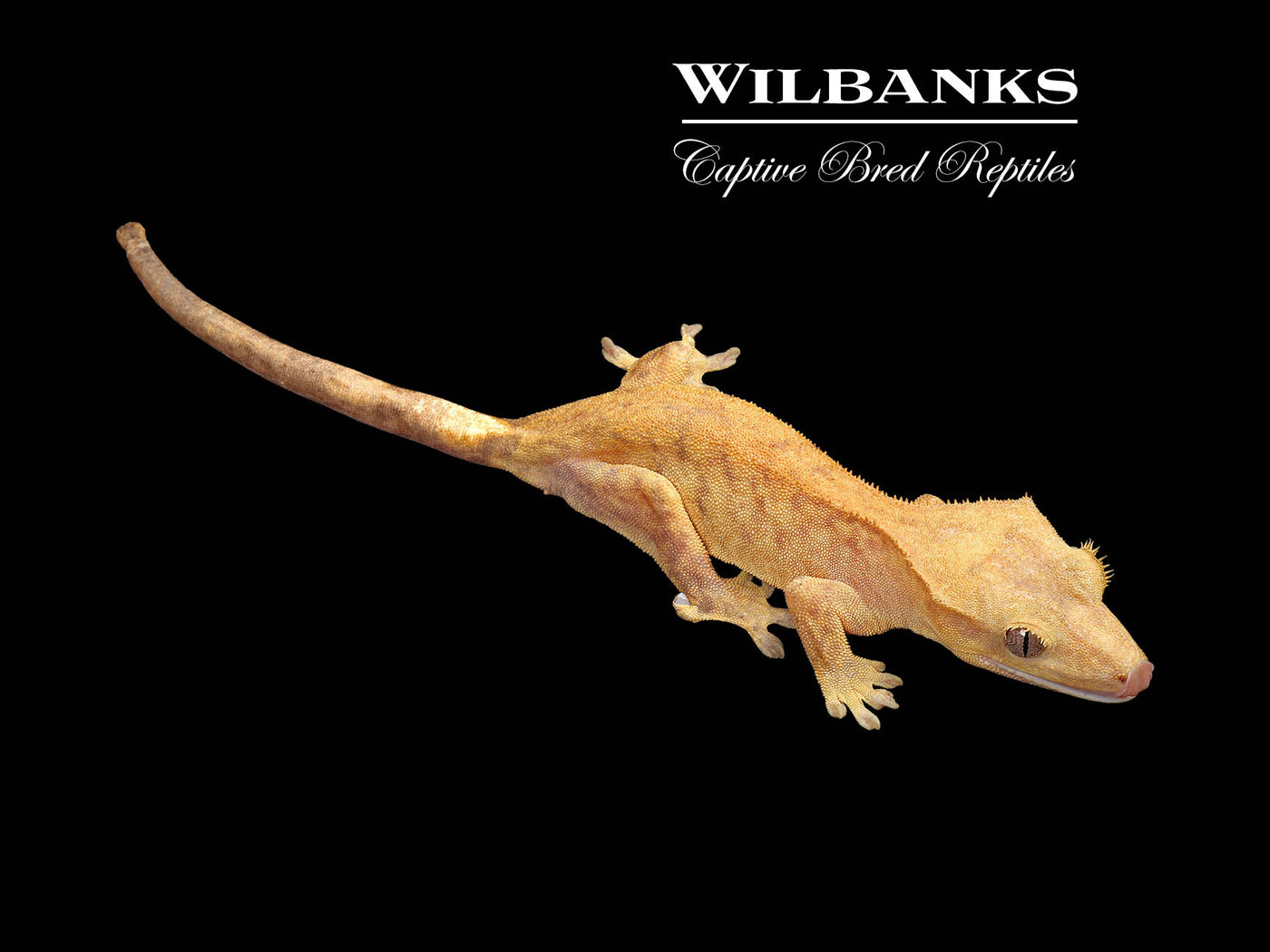 Fire (100% Guaranteed Het. Black Eyed Leucistic) Crested Gecko ♀ '24