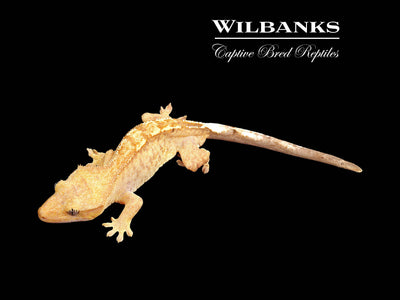 Fire (100% Guaranteed Het. Black Eyed Leucistic) Crested Gecko ♂ '24