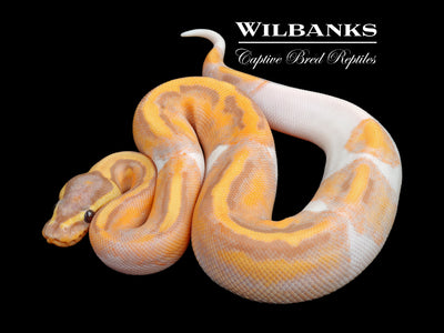 Banana Pied Ball Python ♂ '24