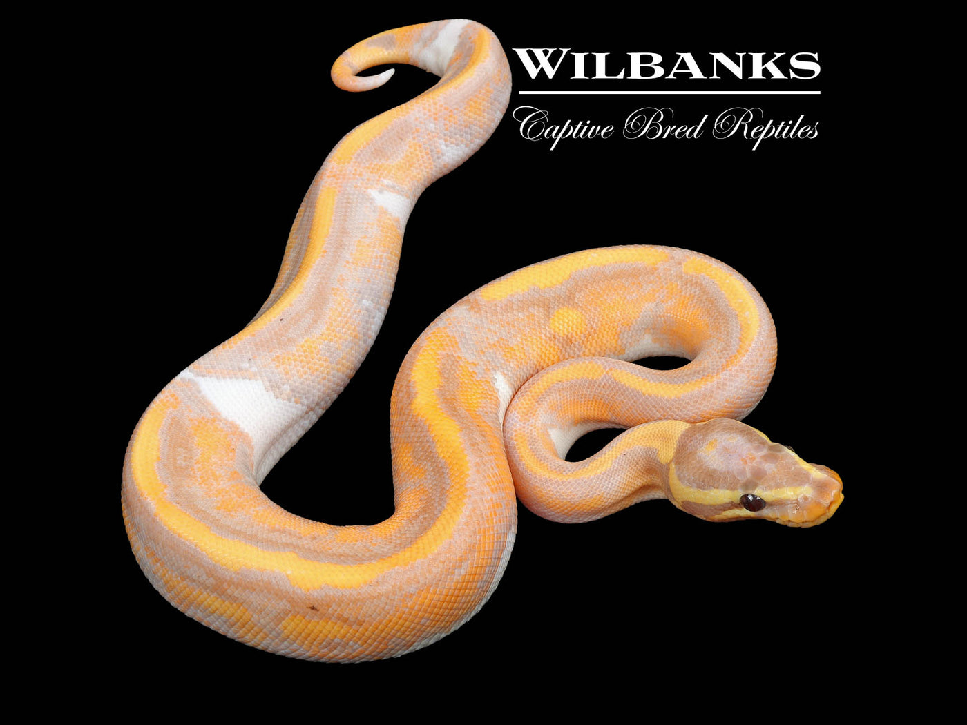 Banana Pied Ball Python ♂ '24