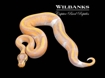 Banana Pied Ball Python ♂ '24