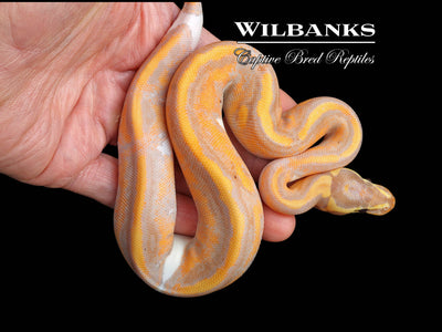 Banana Pied Ball Python ♂ '24