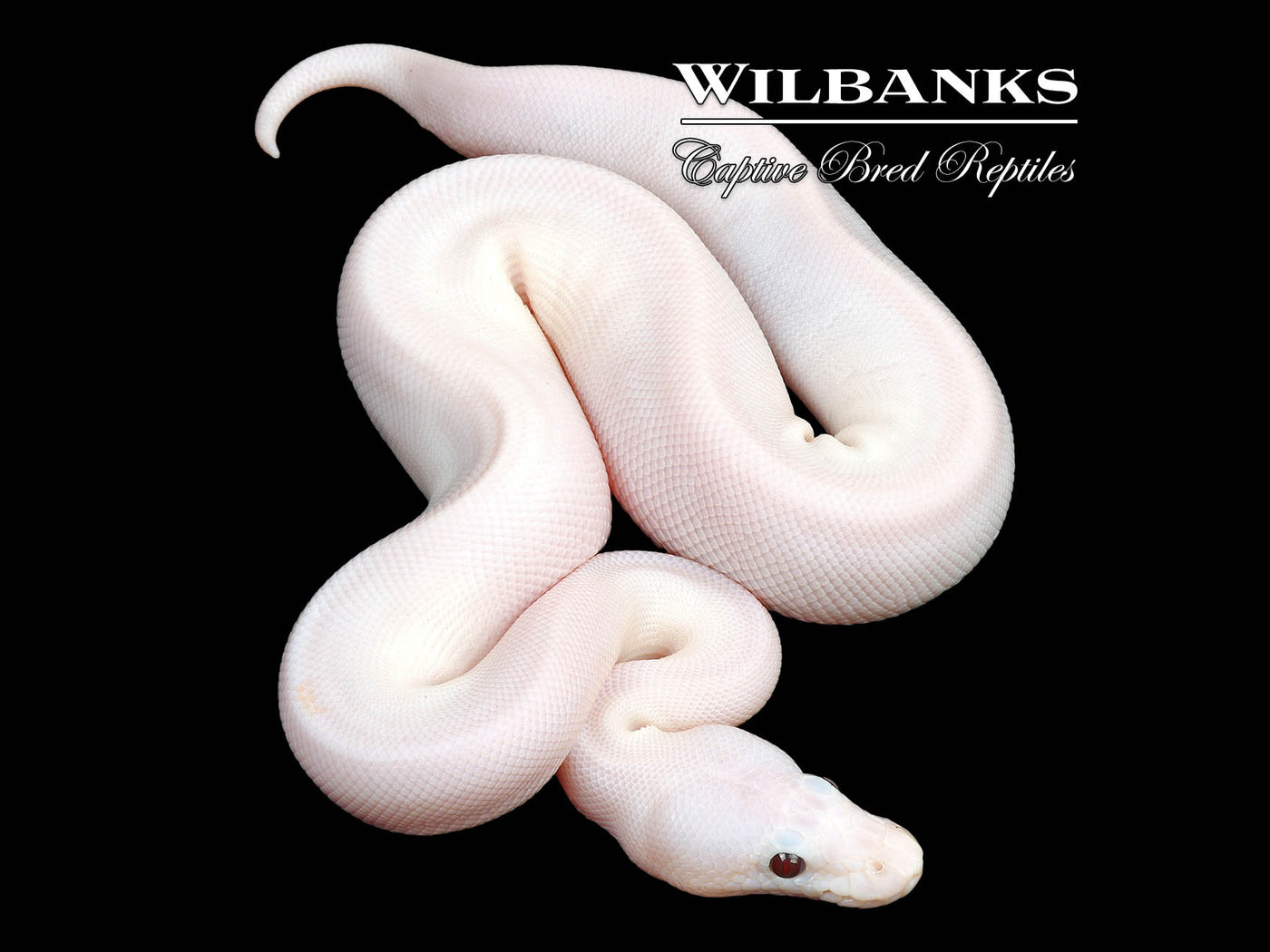 Banana Super Fire Ball Python ♂ '24