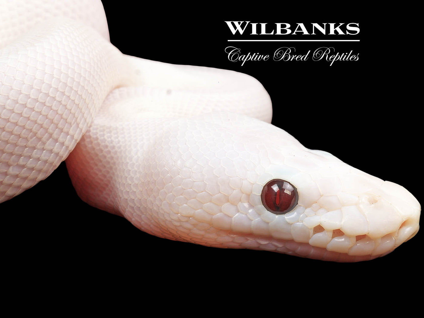 Banana Super Fire Ball Python ♂ '24