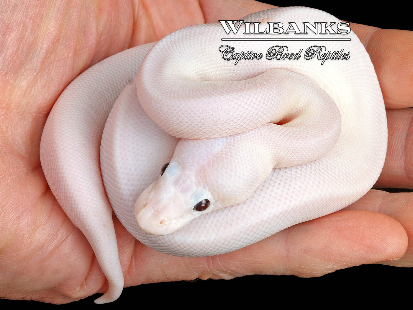 Banana Super Fire Ball Python ♂ '24