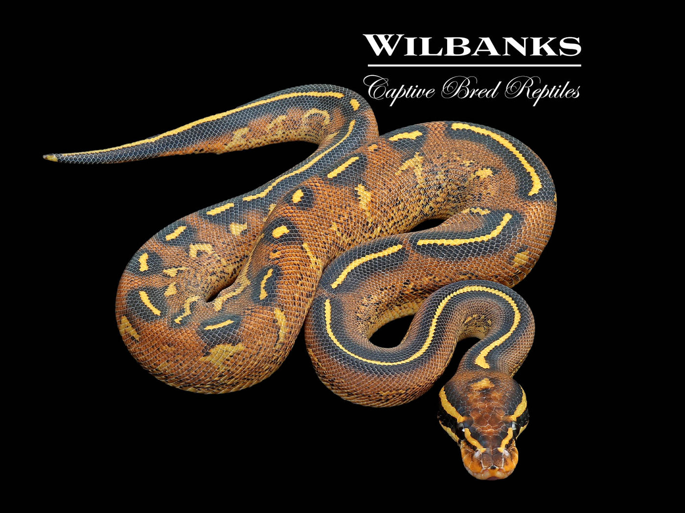 Freeway Ball Python ♂ '25