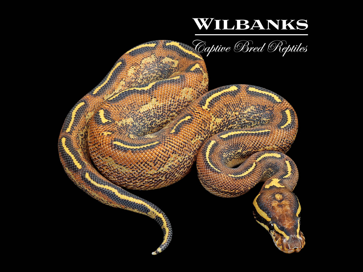 Freeway Ball Python ♂ '25