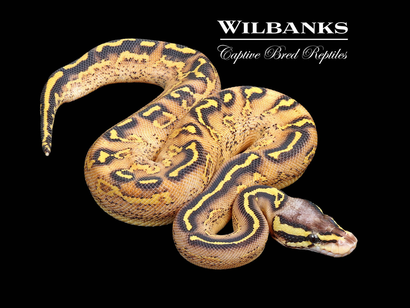 Pastel Freeway Ball Python ♀ '25