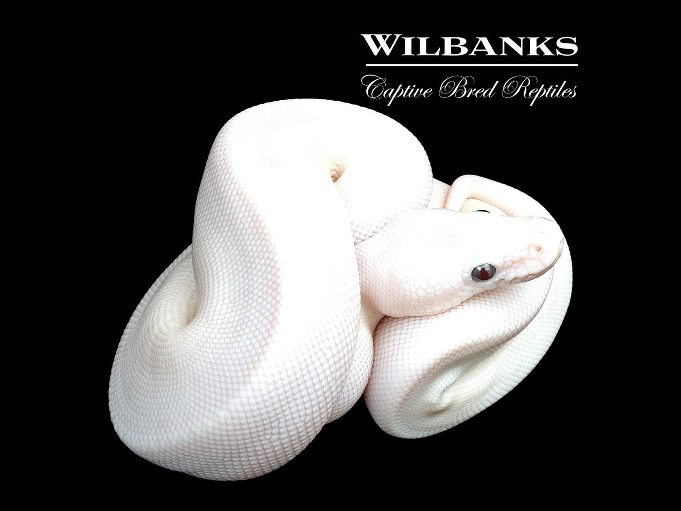 Banana Blue Eyed Leucistic (Mojave Butter) Ball Python ♂ '25