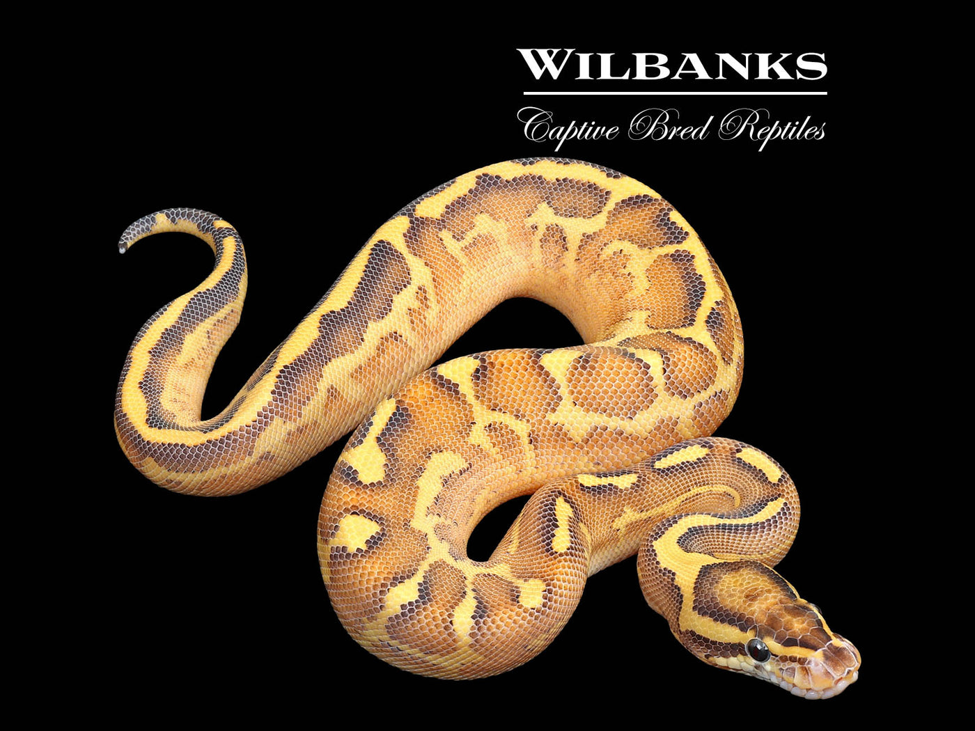 Fire Leopard Highway Ball Python ♂ '25