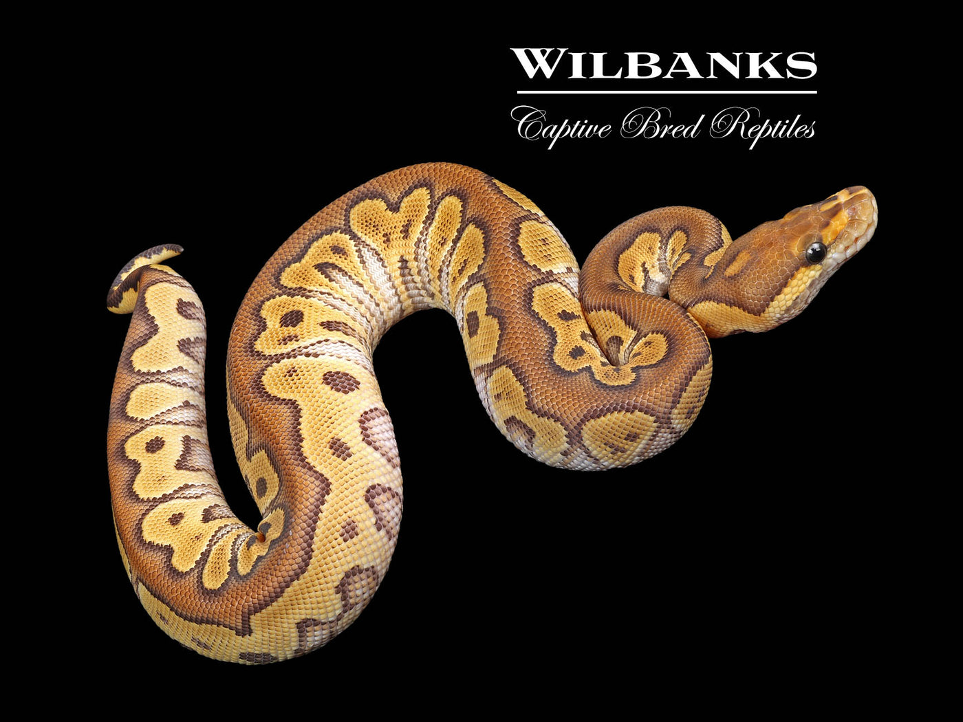 Mojave Clown Ball Python ♀ '24