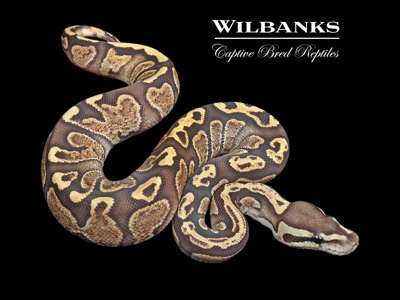 GHI Fire Ball Python ♀ '24