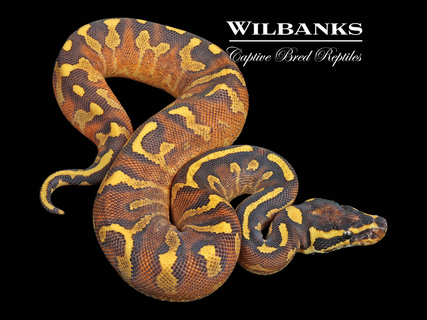 Enchi Pavement Ball Python ♀ '24