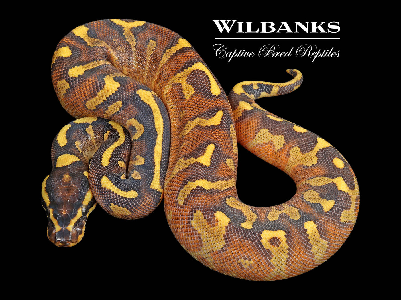 Enchi Pavement Ball Python ♀ '24