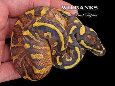 Enchi Pavement Ball Python ♀ '24