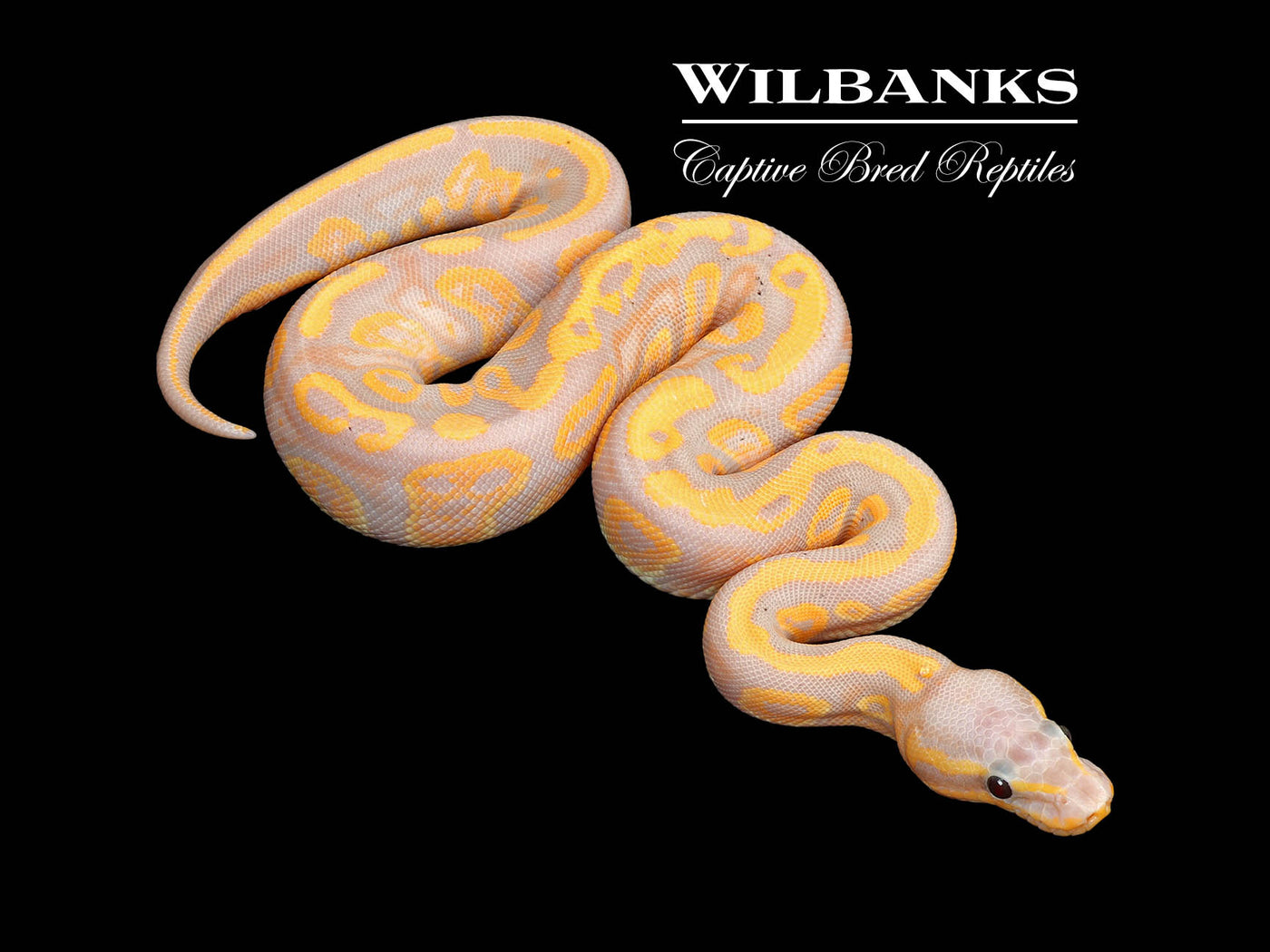 Banana Mahogany 100% Het. Pied Ball Python ♀ '25