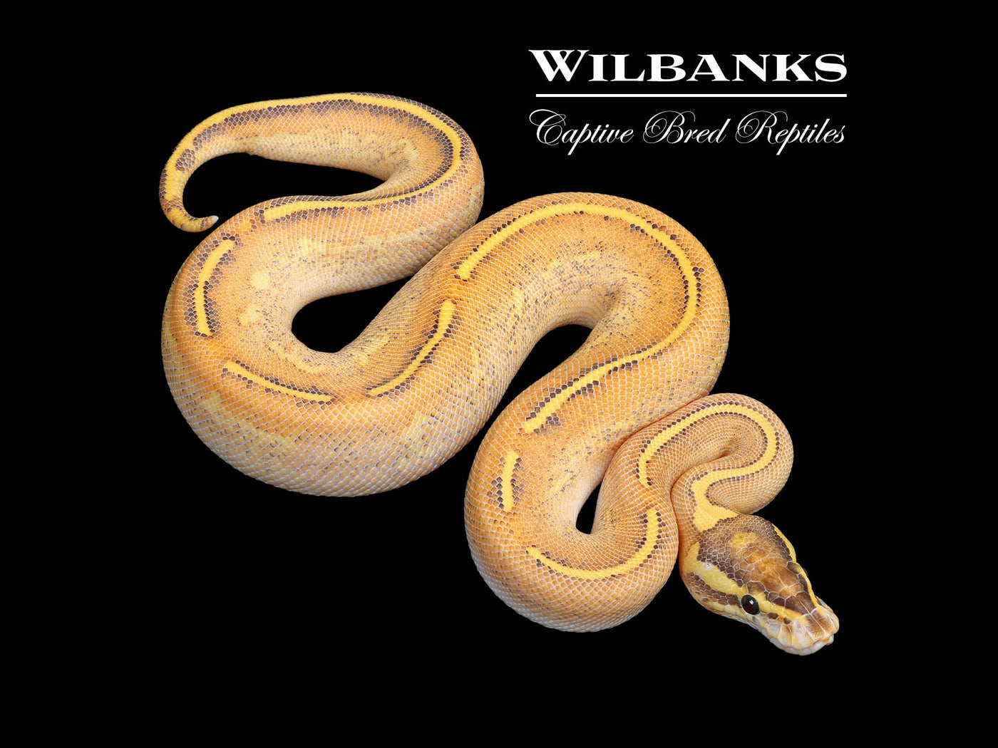 Fire Highway Ball Python ♀ '25