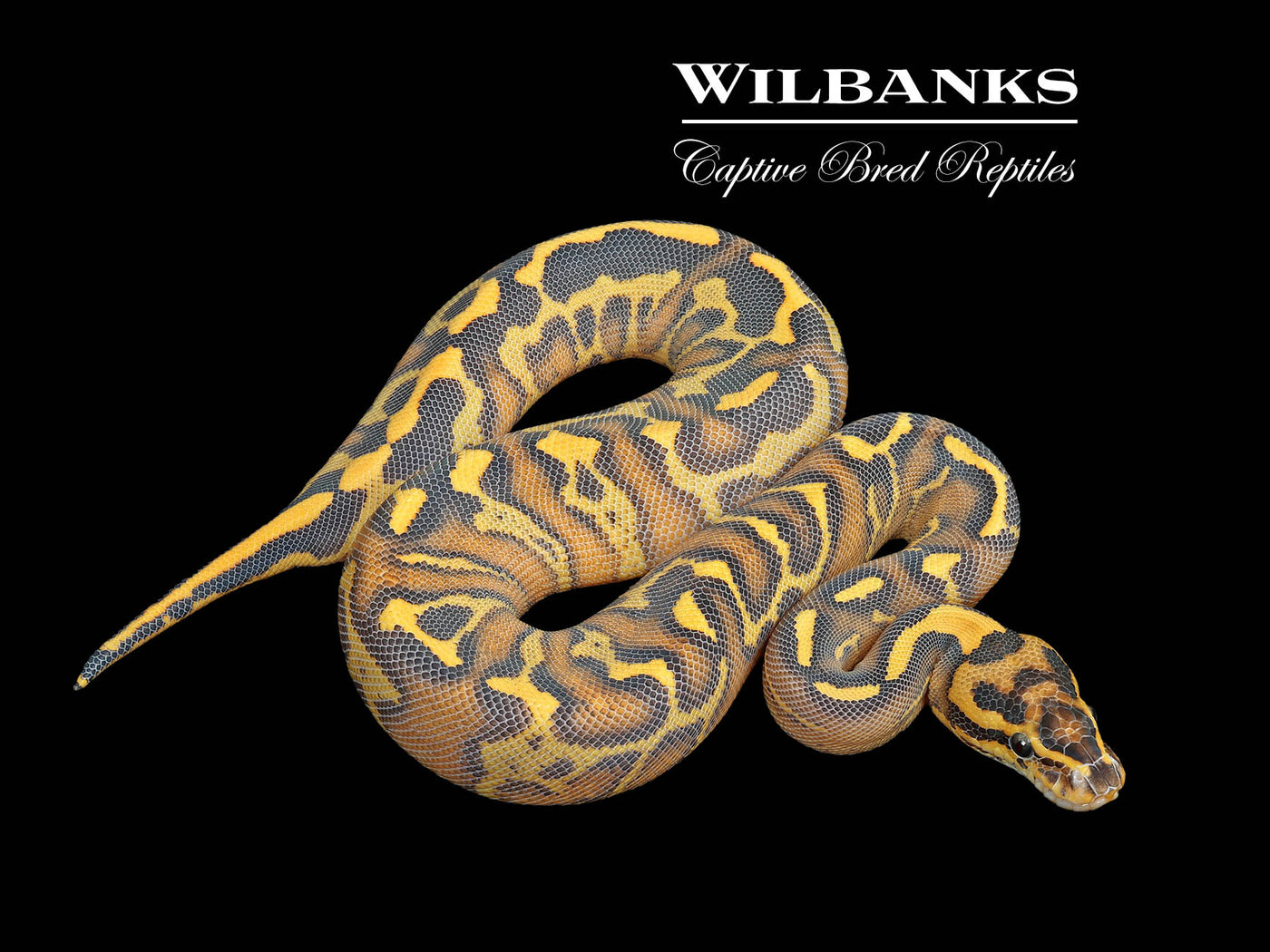 Leopard Highway Ball Python ♀ '25