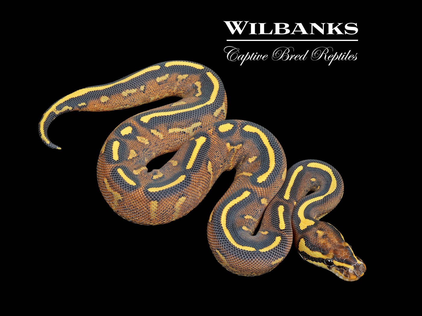 Super Gravel Ball Python ♀ '25