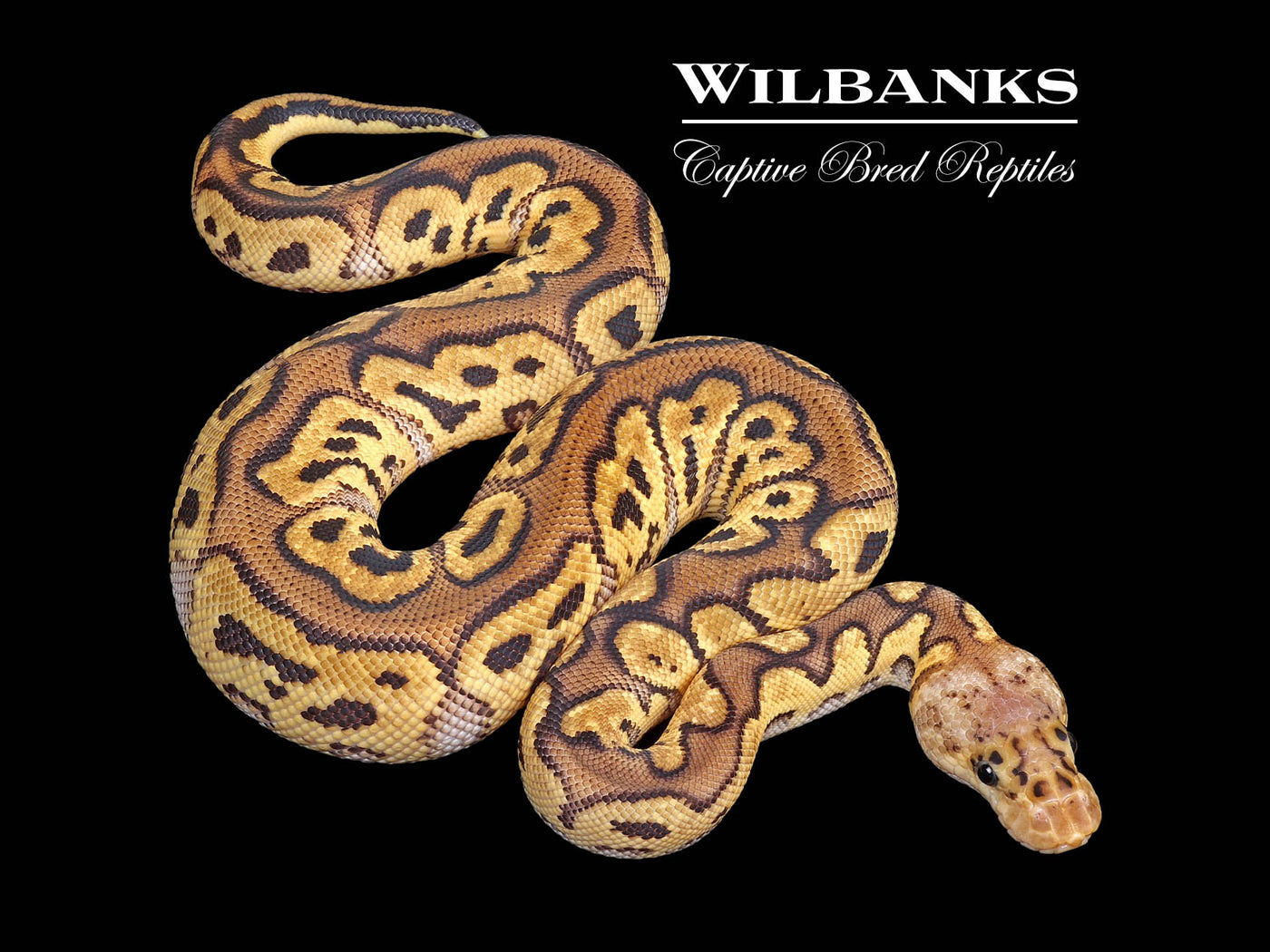 Pastel Clown Ball Python ♂ '25
