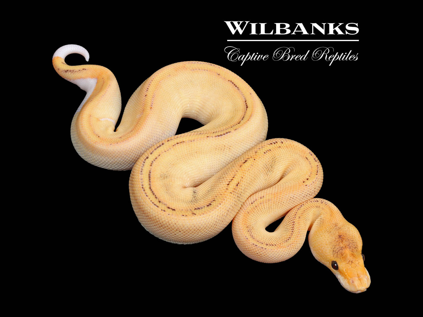 Fire Champagne Ball Python ♀ '25