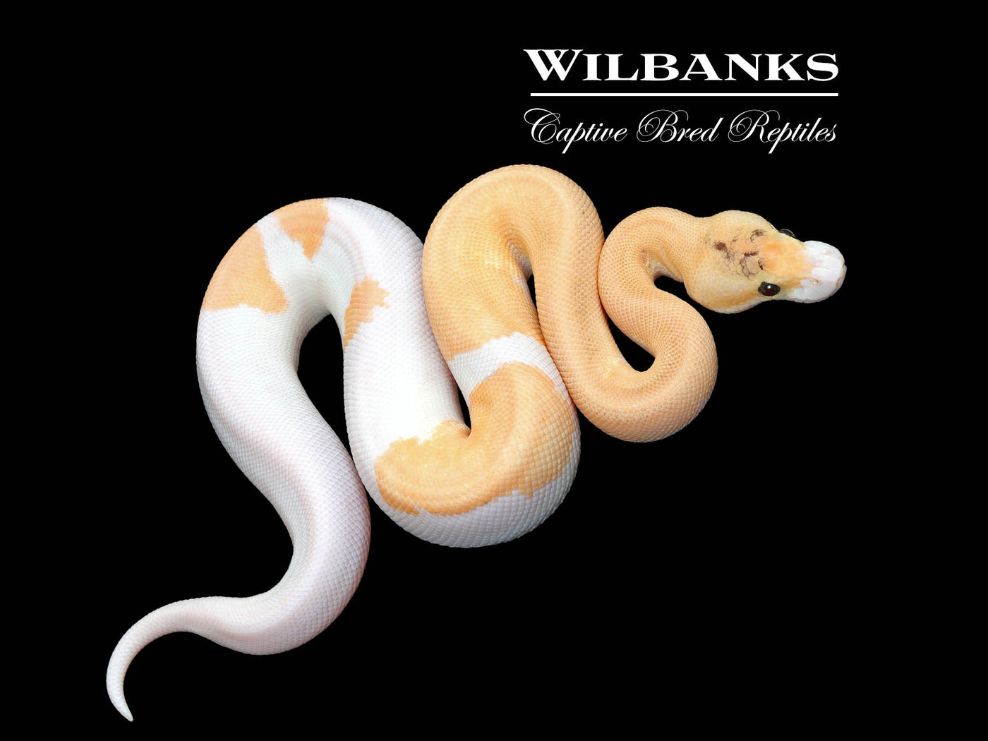 Orange Dream Fire Cinnamon Champagne Ball Python ♂ '25