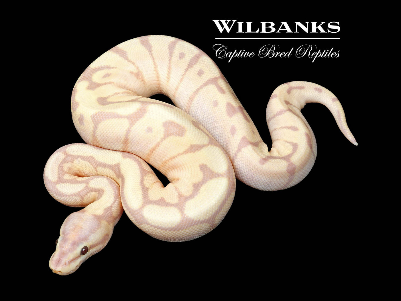 Super Banana Mojave Spider Ball Python ♀ '25