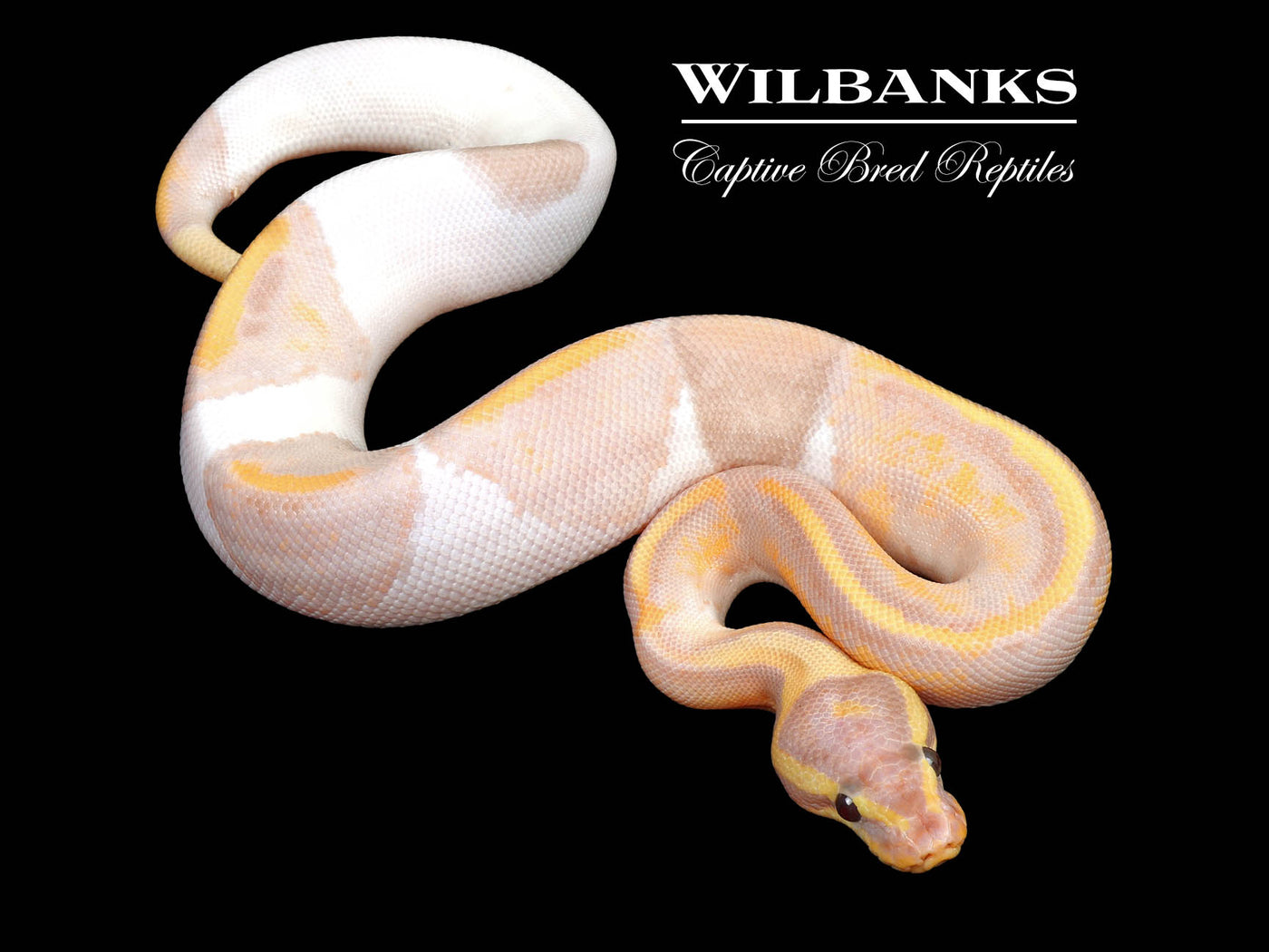 Banana Mahogany Pied Ball Python ♂ '24