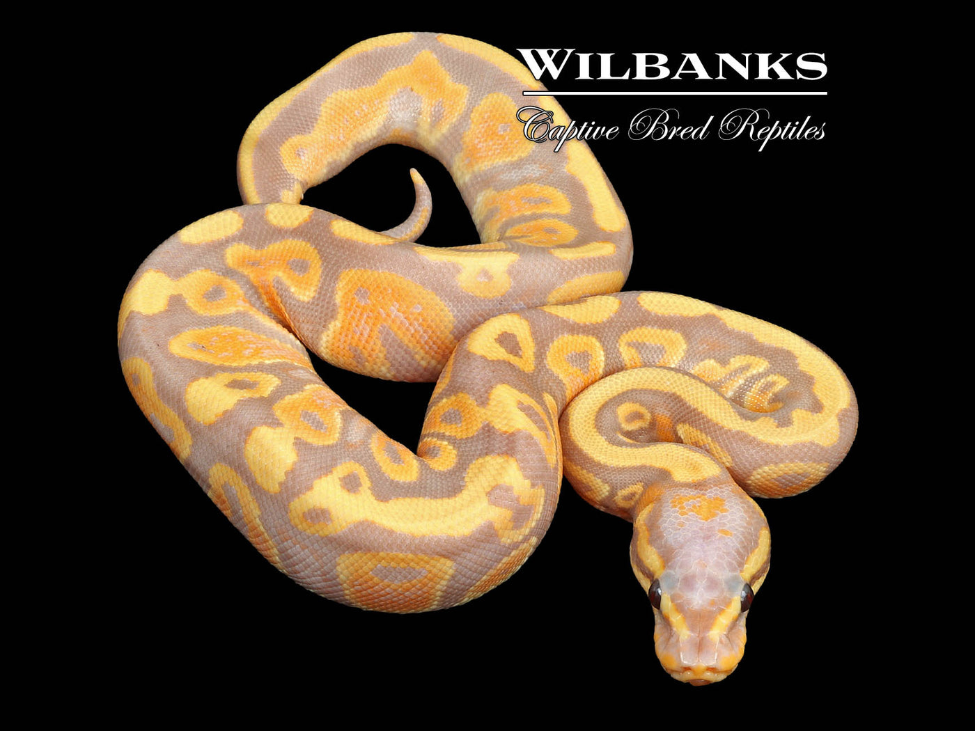 Banana Mahogany 100% Het. Pied Ball Python ♀ '24