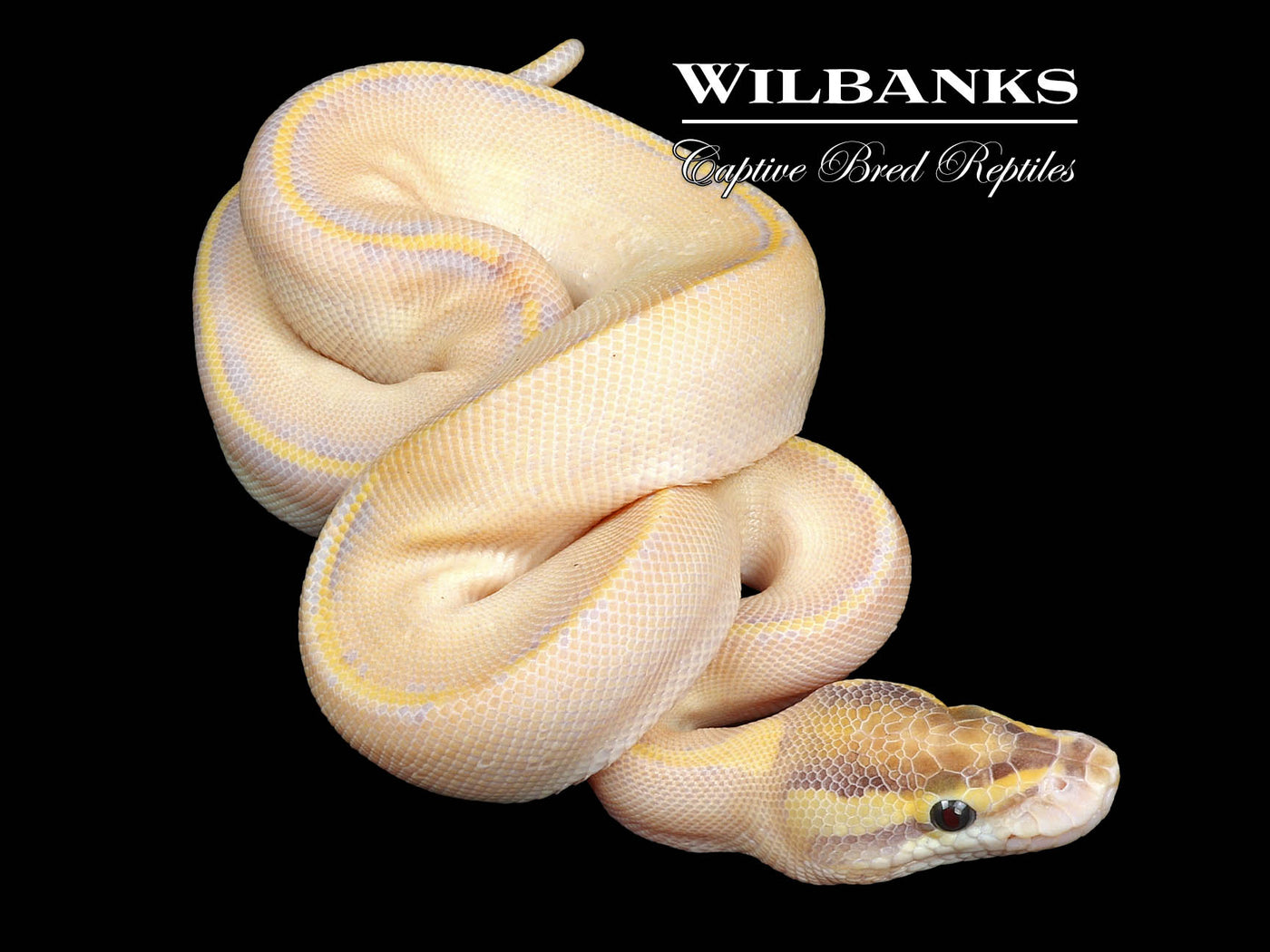 Blackhead Ivory Ball Python ♂ '24