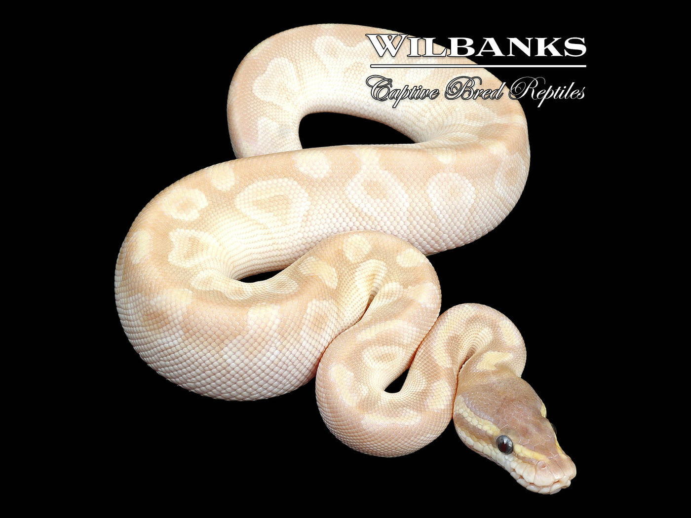 Crystal Ball Python ♀ '24