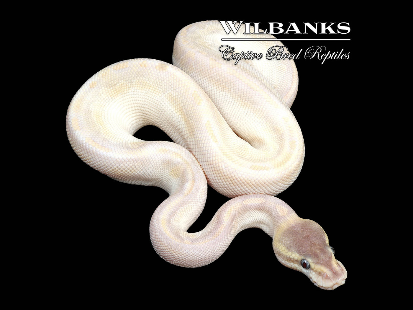 Cinnamon Crystal Ball Python ♂ '24