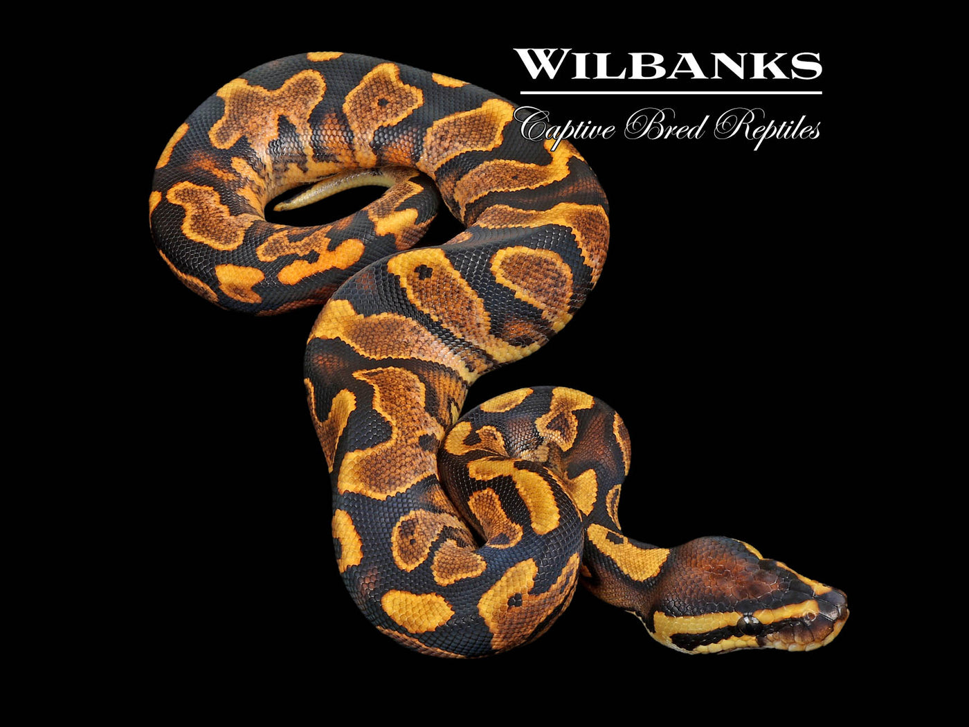 Sugar Gravel Ball Python ♂ '24