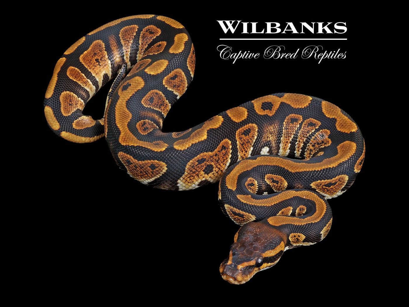 Stranger 100% Het. Orange Crush Ball Python ♀ '24