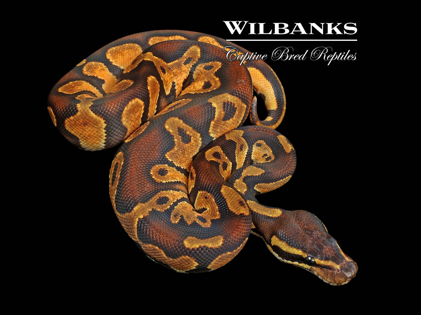 Blackhead Enchi 100% Het. Orange Crush Ball Python ♂ '24