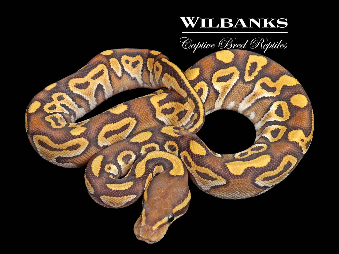 Orange Crush Mojave Ball Python ♀ '24