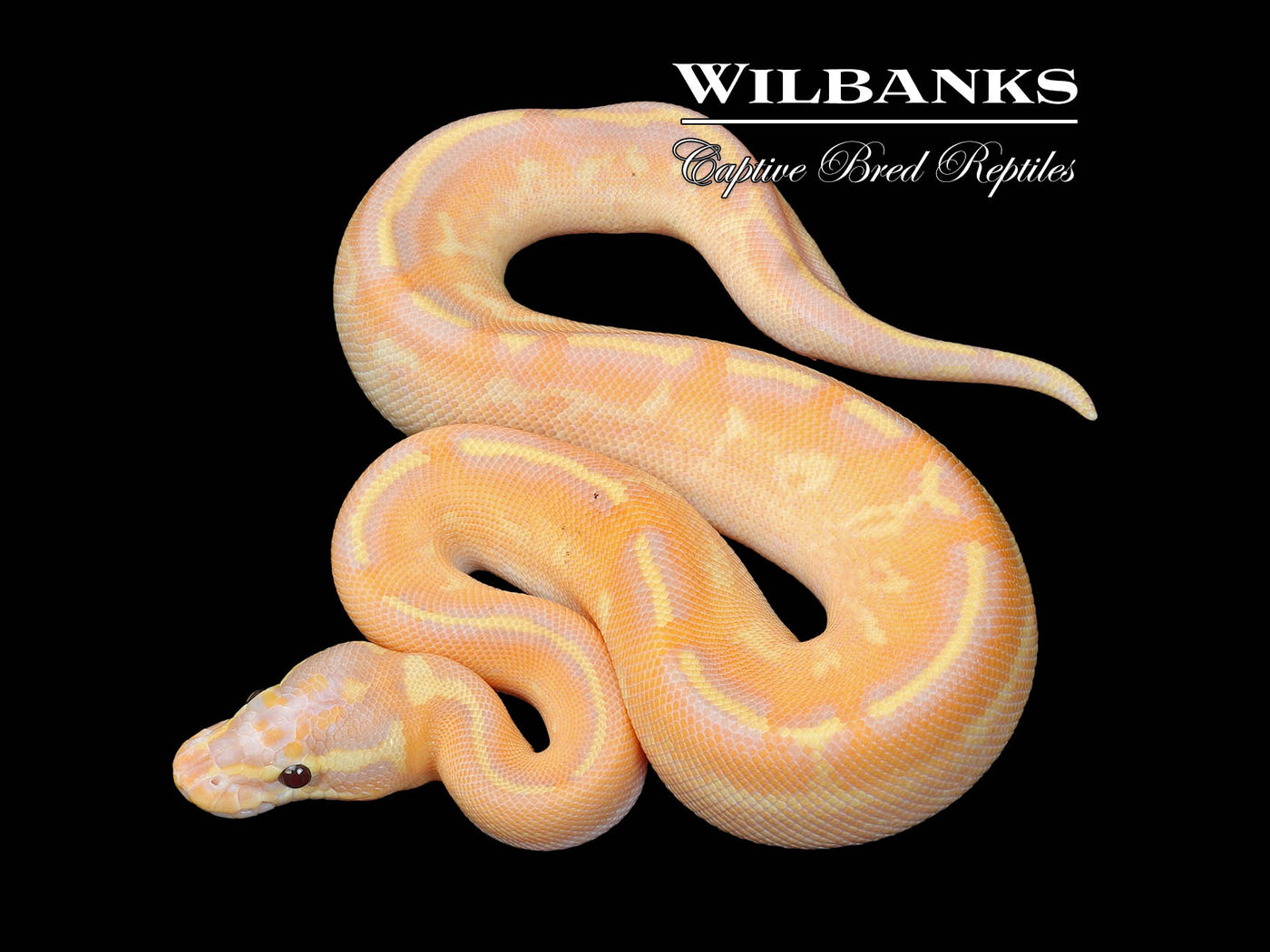 Banana Fire Freeway Ball Python ♂ '25